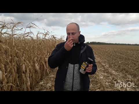 Видео: Кукурудза ВНІС врожайність ГРАН 6  і  ВН 63  💣💣💣