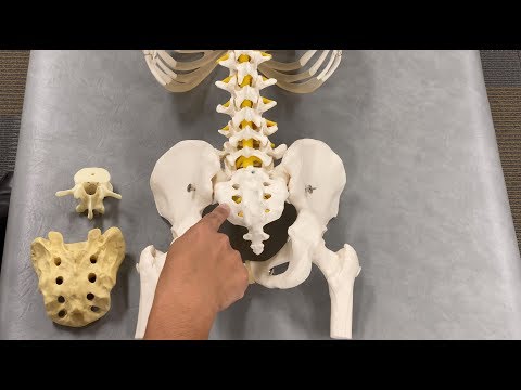 Видео: OMT: Соматическая дисфункция крестца, часть 1