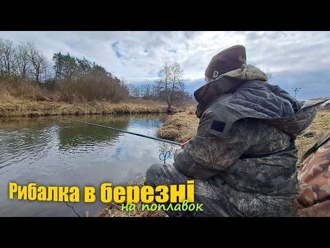 Видео: РИБАЛКА В БЕРЕЗНІ НА ПОПЛАВОК / Ловля На Опариш Весною на Малій Річці