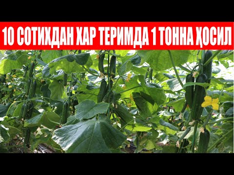Видео: Ребел F1: 10 Сотихдан хар теримда 1 тонна ҳосил теряпмиз! (Cucumber Rebel F1 Sakata)