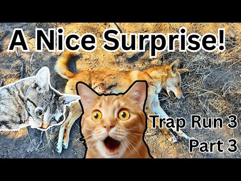 Видео: Поймал его в последней ловушке!