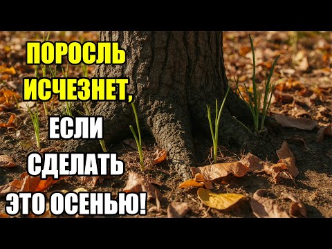 Видео: Как избавиться от поросли осенью — 3 ошибки и 1 решение. Осенью поросль больше не появится!