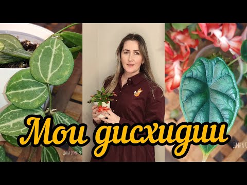 Видео: мои дисхидии 🌿🍀🪴//осеннее цветение🥀🪷//новинка 🦎