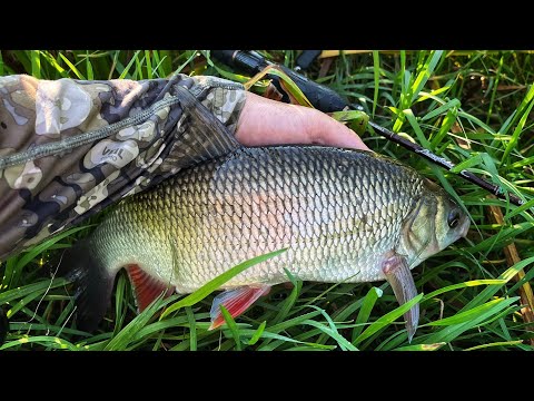 Видео: ЛОВЛЯ БЕЛОГО ХИЩНИКА ОСЕНЬЮ.