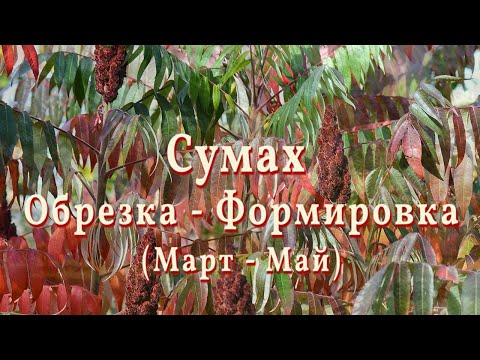 Видео: Сумах. Формировка - Обрезка