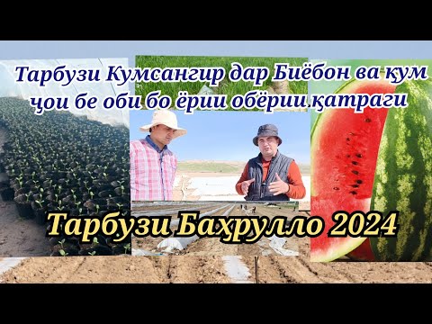 Видео: Тарбузи Кумсангир дар биёбон ва дар ҷои бе оби Тарбузи Баҳрулло 6 посёлка