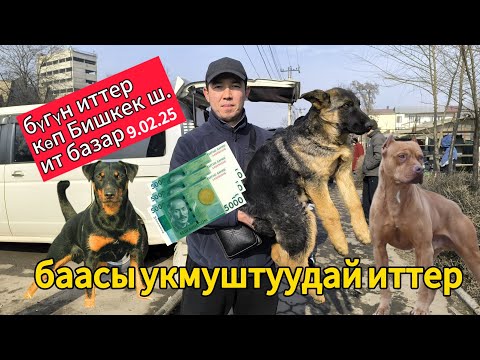 Видео: Ит базар Бишкек-Собачий рынок в Бишкеке #итбазар #kyrgyztan #тоокбазар #малбазар #жаймабазар