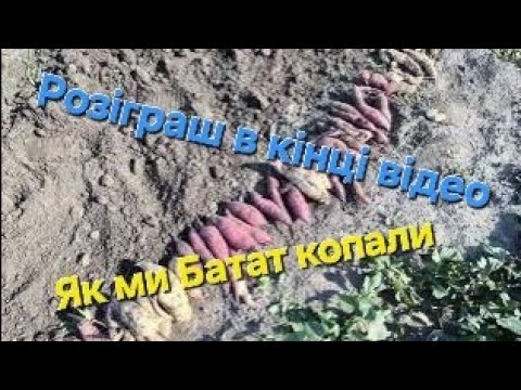 Видео: Розіграш цілого ящика Батату. Збираємо врожай, робимо висновки