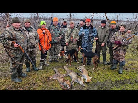 Видео: Колективний відстріл хижака з гончими в очереті