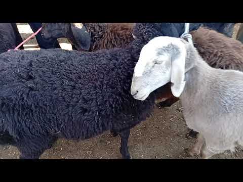 Видео: Кой козу бааларын билип алыныздар 08,11,25