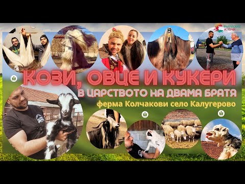 Видео: Двама братя висшисти са фермери и отглеждат Калоферски кози,Ил дьо Франс и правят кукерски костюми