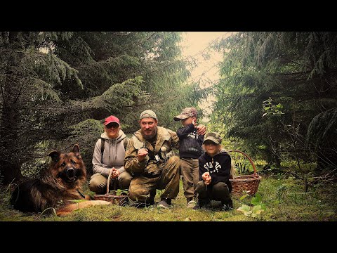 Видео: Поход За Грибами Всей Семьёй! Белые Пошли!