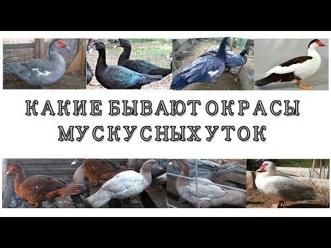 Видео: КАЛЬКУЛЯТОР ЦВЕТОВ МУСКУСНОЙ УТКИ .перезалив  с дополнением