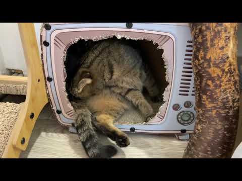 Видео: Мишель рожает! Кто родился первый?)