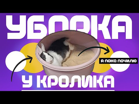 Видео: УБОРКА в вольере у КРОЛИКА