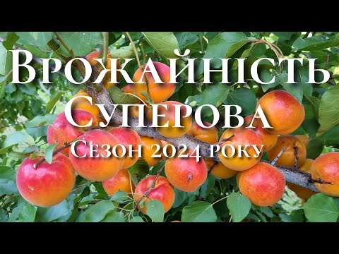 Видео: Абрикос для  кожного саду.Абрикос Робада.