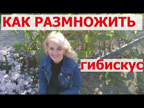 Видео: Как сажать гибискус  Как размножить гибискус