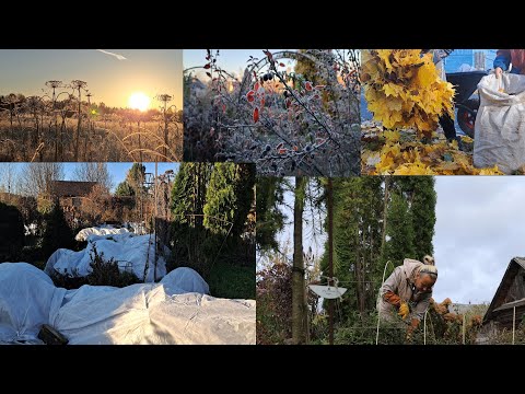 Видео: Подготовка сада к зиме. Клематисы, розы. Северо-Западный регион.