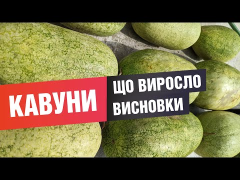 Видео: Кавуни, результати сезону. Що виросло, як ростила, висновки.