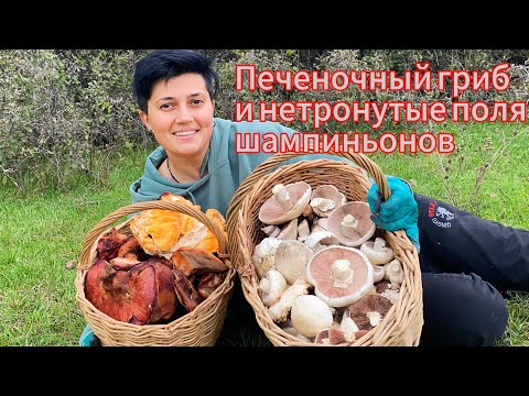 Видео: Трутовик печеночный и трутовик серно-желтый. Новые грибы в моей коллекции☺️