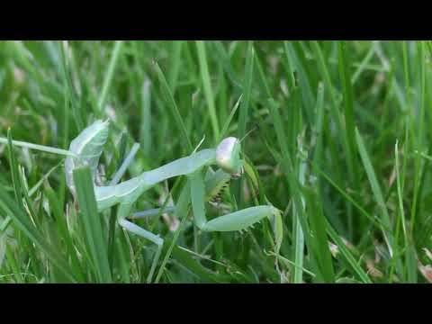 Видео: Bogomolka,Богомилка