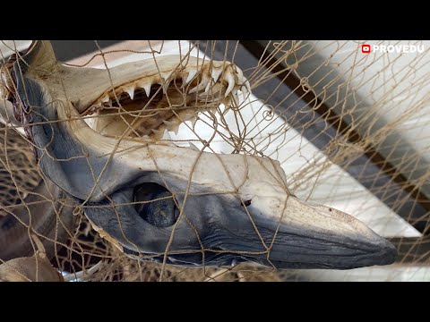 Видео: Северный Кипр 2023: Мой любимый рыбный ресторанчик в Искеле (Iskele). Ровшан Ходжиев. Проведу