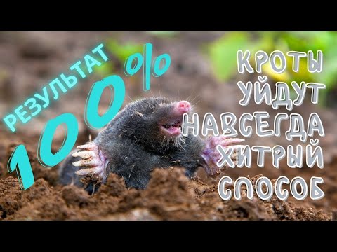 Видео: ПРОВЕРЕННЫЙ СПОСОБ БОРЬБЫ С КРОТАМИ, КРОТЫ УЙДУТ НАВСЕГДА. А ВЫ И НЕ ЗНАЛИ!!!!!!! ЭТО РАБОТАЕТ