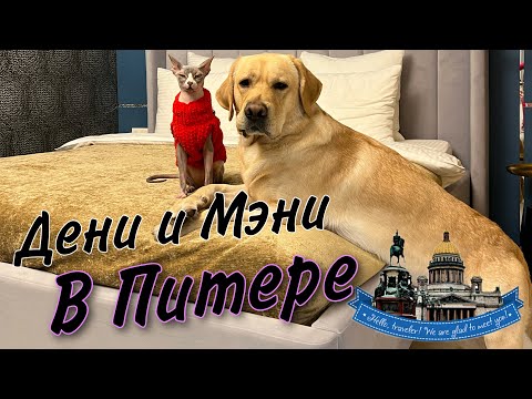 Видео: Дени и Мэни в Питере🥳Мы купили машину🚘В шоке от отеля, заселили как королей👑 Оказались на Мальдивах