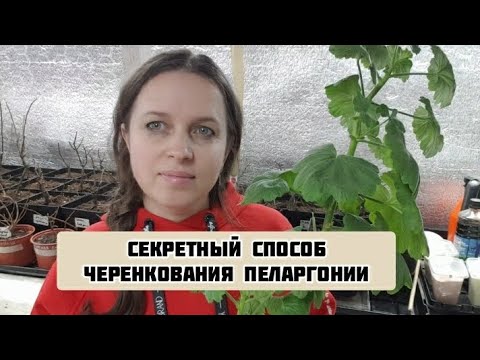 Видео: Черенкую ПЕЛАРГОНИЮ по КИТАЙСКОМУ способу, СТВОЛОМ!