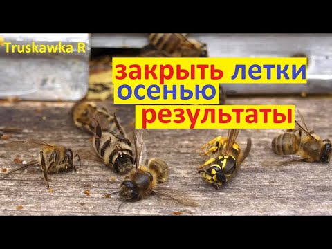 Видео: #Пчёлы.  Сколько погибло при закрытых летках осенью. Какое состояние семьи поздней осенью.