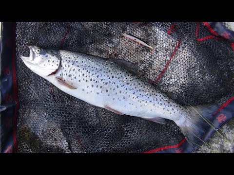 Видео: Знакомство с Карелией. Марс атакует. Часть 3