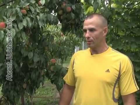 Видео: Сам себе агроном - Дегустация персиков