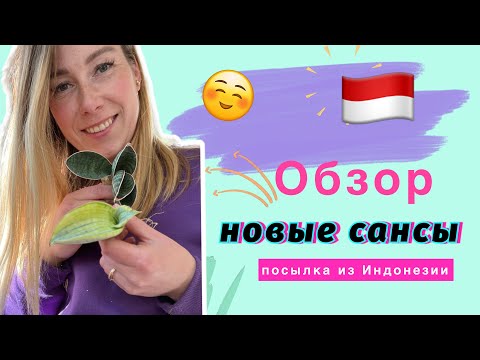 Видео: Обзор новых санс! Посылка из Индонезии 🇮🇩 #сансевиерия #сансы #sansevieria