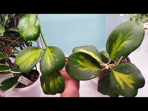 Видео: Обзор. Хойи и дисхидии 💚 2 часть🌿