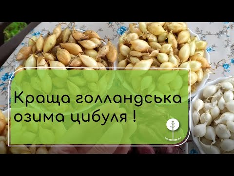 Видео: Переваги вирощування озимої цибулі. Обираємо кращі сорти