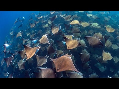 Видео: ▽ Самые впечатляющие миграции