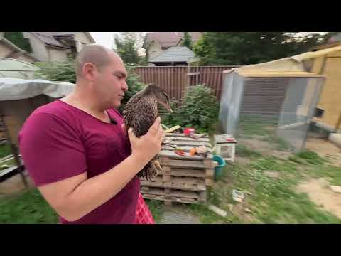 Видео: Птичье новоселье