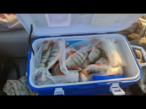 Видео: Такой рыбалки не было НИКОГДА. Окунь прет ДУРОМ! Уехали с клёва!