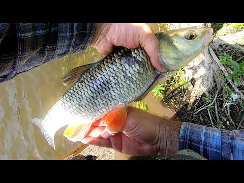 Видео: Мордатые ГОЛАВЛИ и жирные ЩУКИ на Упе. Жара. Бурлящий перекат.