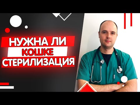 Видео: Стоит ли стерилизовать кошку, зачем стерилизуют кошек