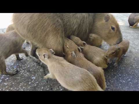 Видео: Малыши-капибары делают самые милые вещи на свете! 😍 Царство животных Идзу в Японии