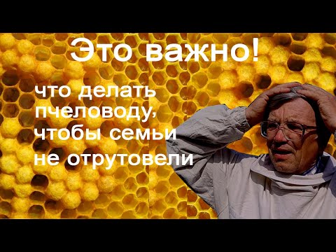 Видео: Что делать пчеловоду, чтобы семьи не отрутовели