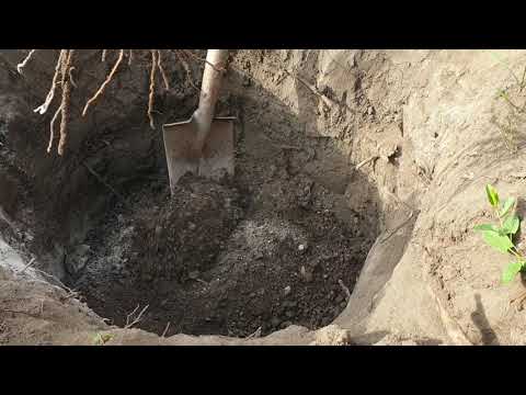 Видео: Правильная посадка винограда. Шпалера для винограда