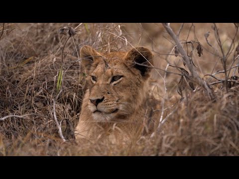 Видео: Прайд львов, прошедший лечение от сибирской язвы, наконец-то появился, но некоторые пропали без в...