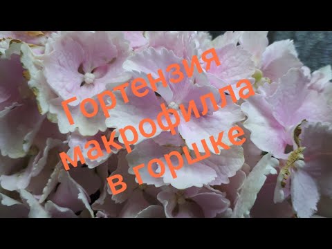 Видео: Гортензии подросли! Самочуствие укорененных черенков 😉!
