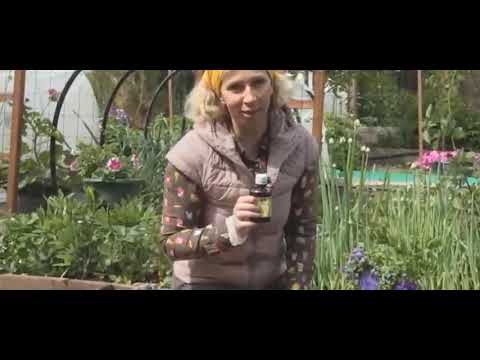 Видео: "Фитоаптека", 1 серия. Марина Рыкалина и Виталий Декабрев. "Усадьба"