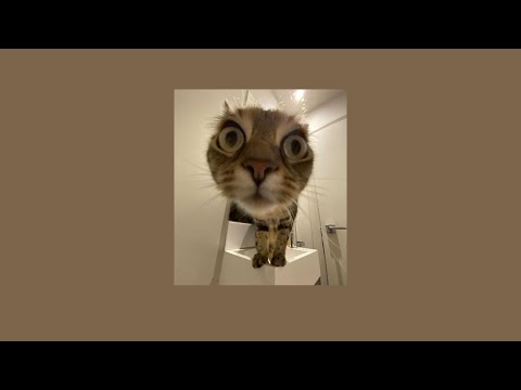 Видео: кошачий плейлист || плейлист про кошек и котов