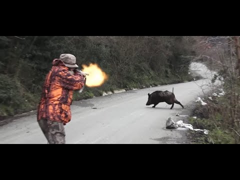 Видео: ЛУЧШИЕ ОХОТЫ НА КАБАНА 2023 ГОДА (с субтитрами)