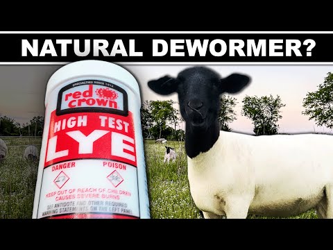 Видео: 🤯 ИСПЫТАНИЕ ЩЕЛОЧИ В КАЧЕСТВЕ ГЛИСТОМЕРНОГО СРЕДСТВА ДЛЯ СКОТА (результаты ветеринарных исследова...