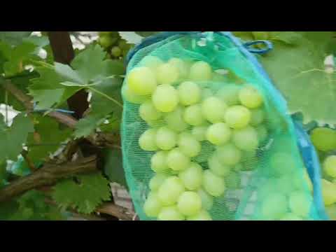 Видео: Подкормите виноградные кусты этим составом и кусты вас отблагорятът